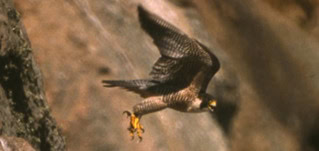 falcon