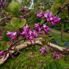 Flowering tree