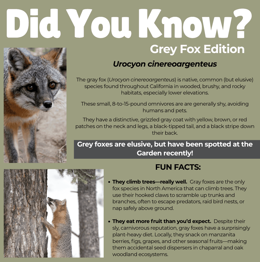 DYK-Grey-Fox-SLOBG