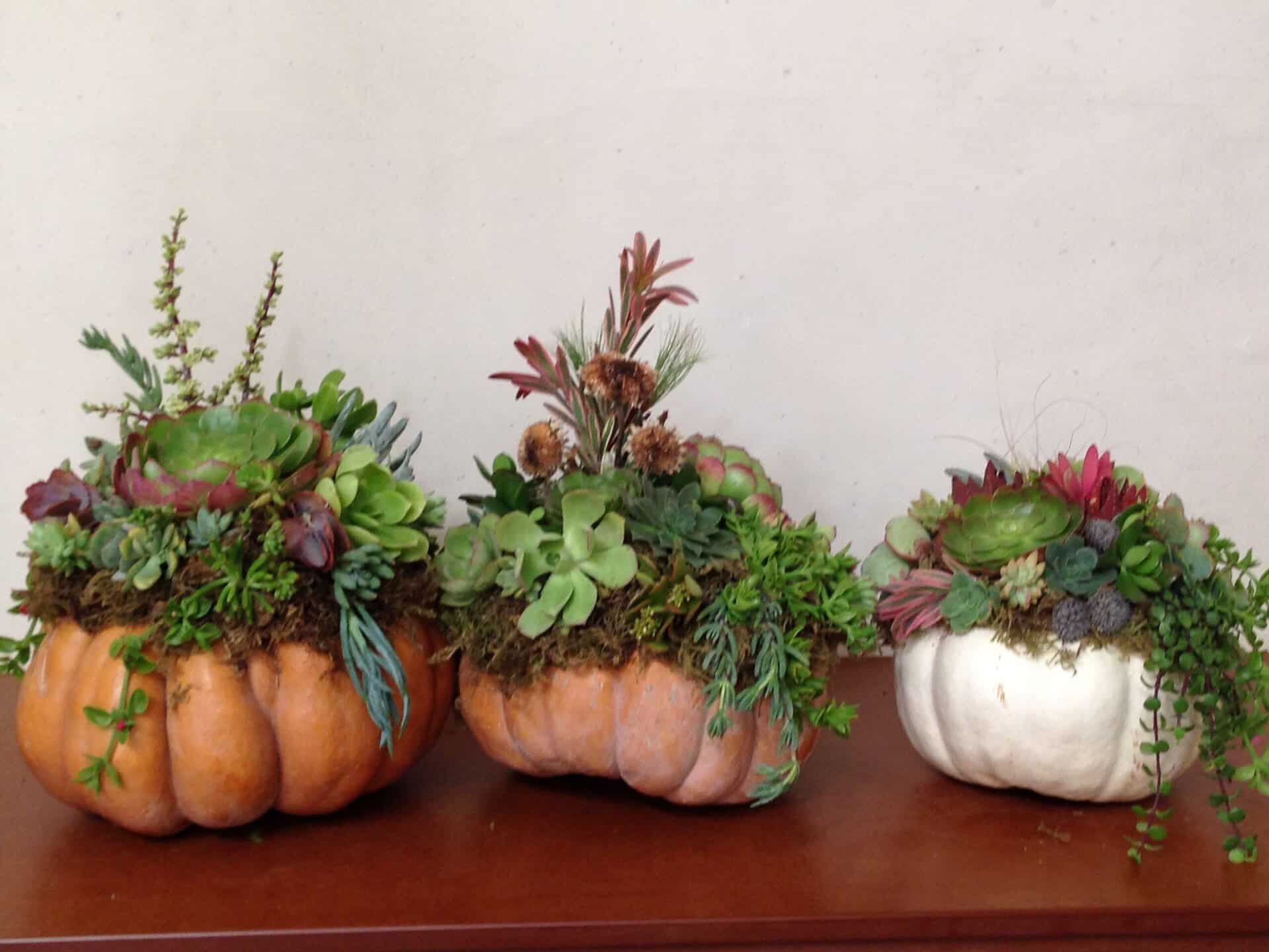 succulent pumpkin multiple
